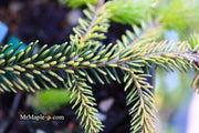 - Picea orientalis 'Skylands' Golden Oriental Spruce - Mr Maple │ Buy Japanese Maple Trees