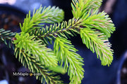 - Picea orientalis 'Skylands' Golden Oriental Spruce - Mr Maple │ Buy Japanese Maple Trees