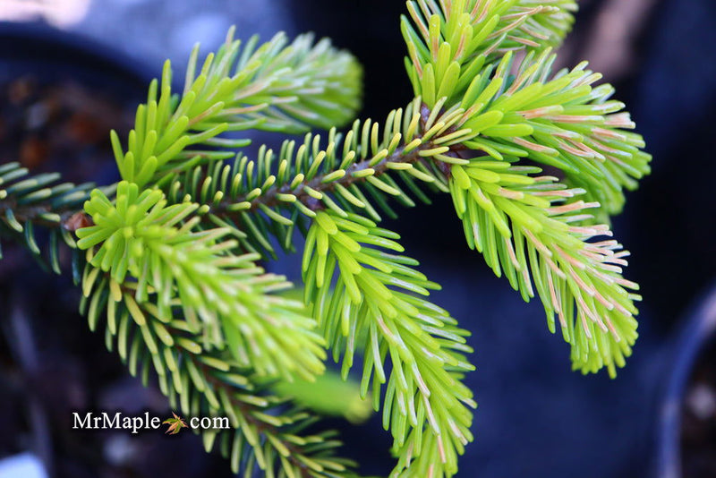 - Picea orientalis 'Skylands' Golden Oriental Spruce - Mr Maple │ Buy Japanese Maple Trees