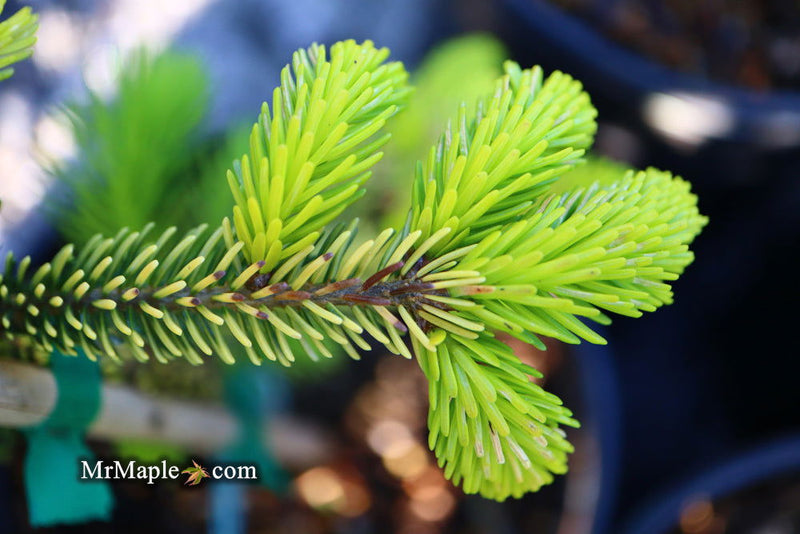 - Picea orientalis 'Skylands' Golden Oriental Spruce - Mr Maple │ Buy Japanese Maple Trees