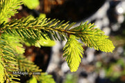 - Picea orientalis 'Skylands' Golden Oriental Spruce - Mr Maple │ Buy Japanese Maple Trees