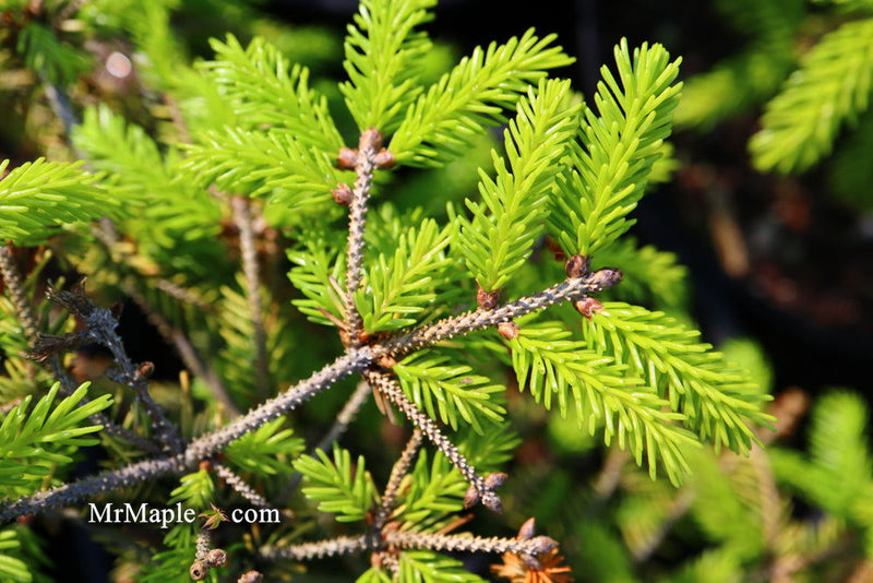 - Picea orientalis 'Skylands' Golden Oriental Spruce - Mr Maple │ Buy Japanese Maple Trees