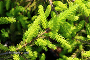 - Picea orientalis 'Skylands' Golden Oriental Spruce - Mr Maple │ Buy Japanese Maple Trees