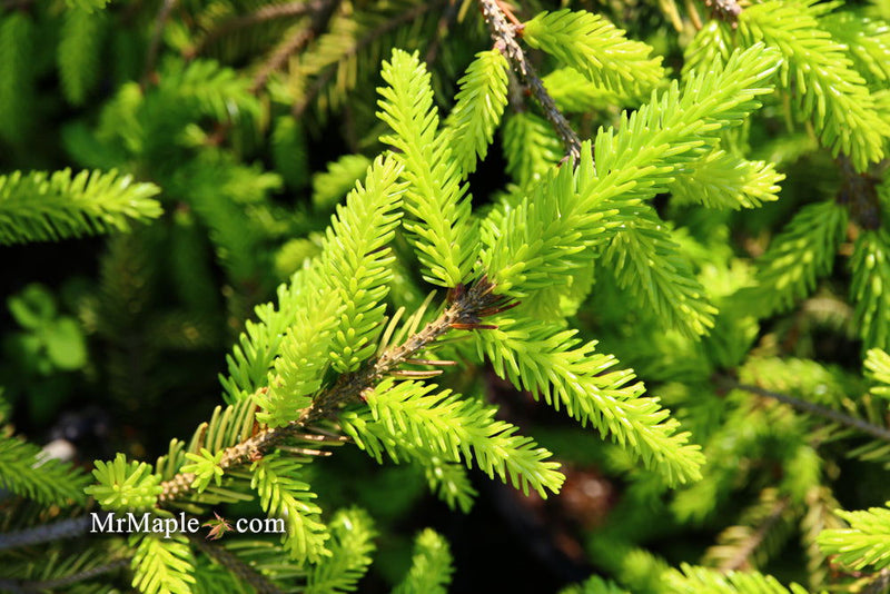 - Picea orientalis 'Skylands' Golden Oriental Spruce - Mr Maple │ Buy Japanese Maple Trees