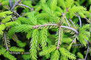 - Picea orientalis 'Skylands' Golden Oriental Spruce - Mr Maple │ Buy Japanese Maple Trees