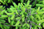 - Picea orientalis 'Skylands' Golden Oriental Spruce - Mr Maple │ Buy Japanese Maple Trees
