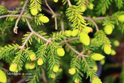 - Picea orientalis 'Skylands' Golden Oriental Spruce - Mr Maple │ Buy Japanese Maple Trees