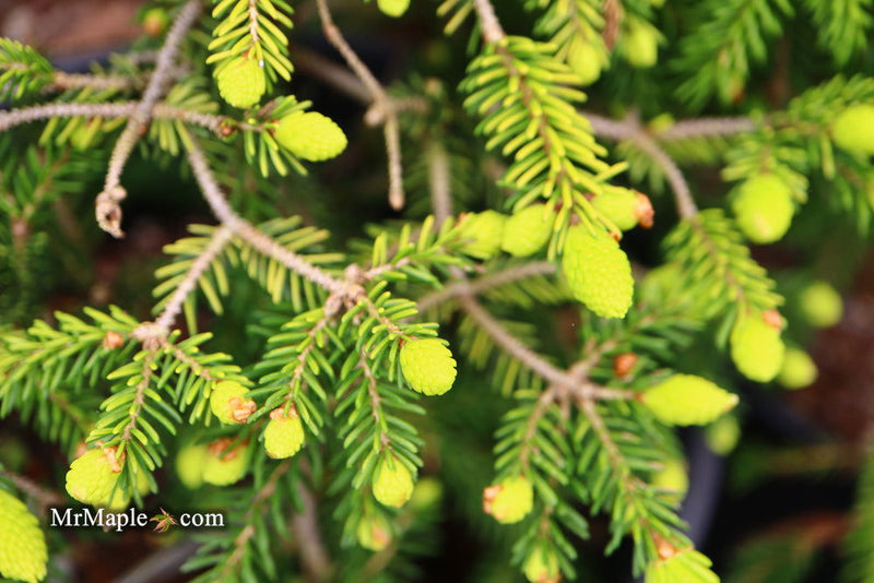 - Picea orientalis 'Skylands' Golden Oriental Spruce - Mr Maple │ Buy Japanese Maple Trees