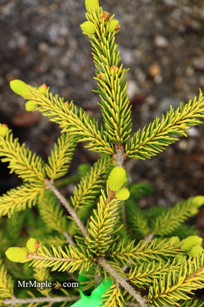 - Picea orientalis 'Skylands' Golden Oriental Spruce - Mr Maple │ Buy Japanese Maple Trees