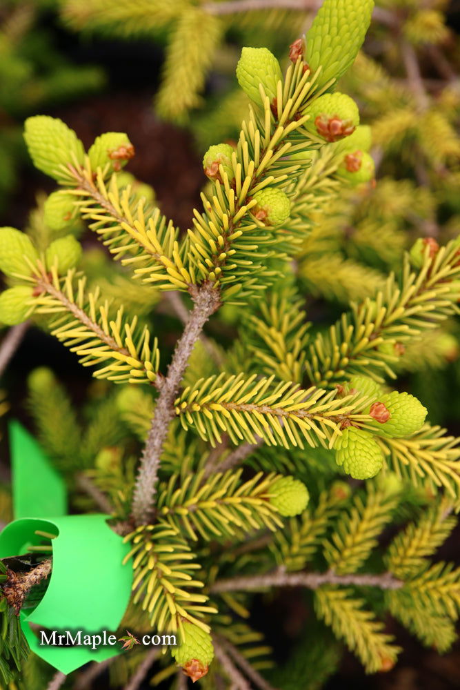 - Picea orientalis 'Skylands' Golden Oriental Spruce - Mr Maple │ Buy Japanese Maple Trees