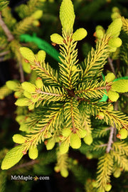 - Picea orientalis 'Skylands' Golden Oriental Spruce - Mr Maple │ Buy Japanese Maple Trees