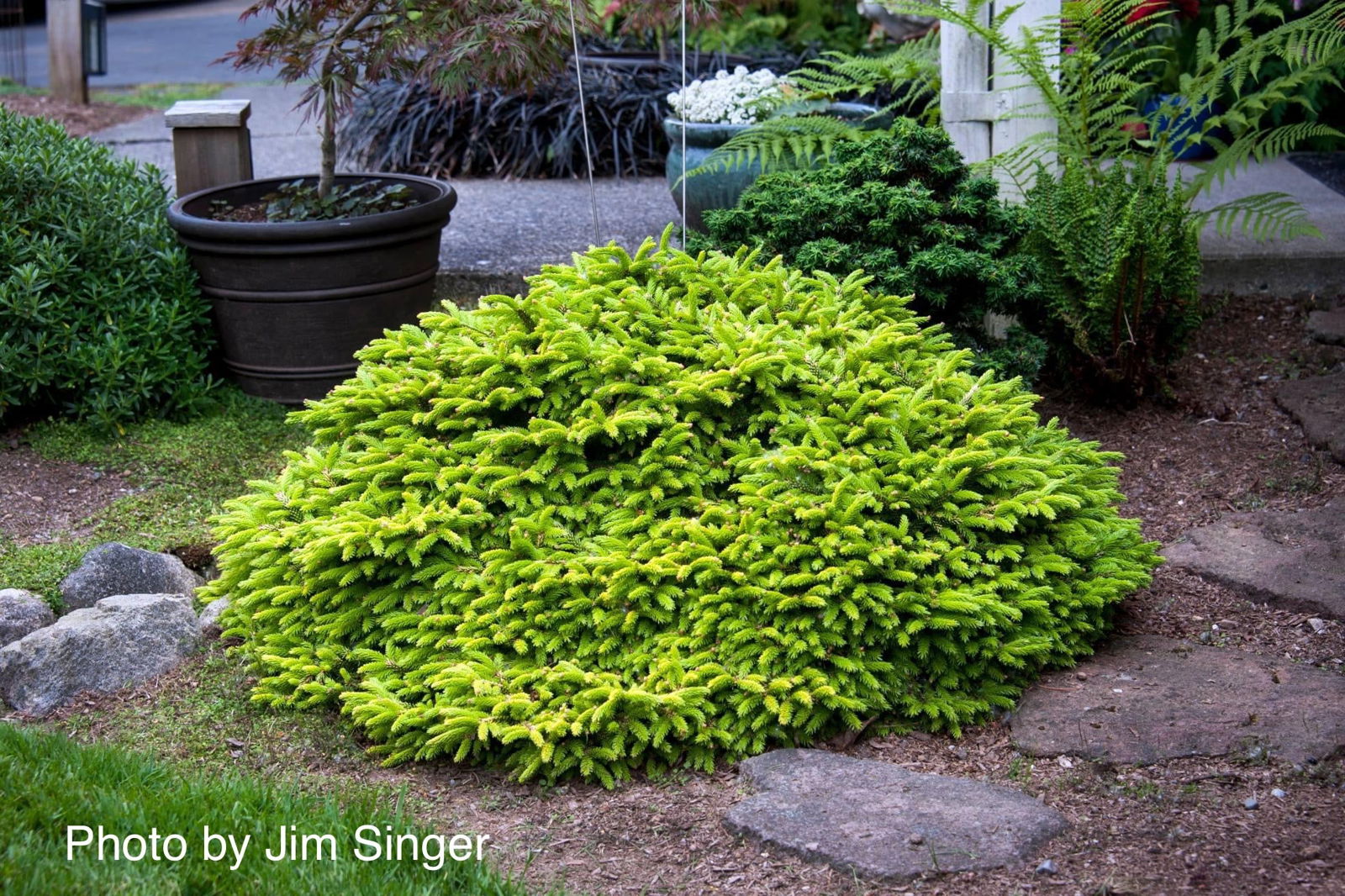 Buy Picea orientalis 'Tom Thumb' Golden Oriental Spruce — Mr Maple
