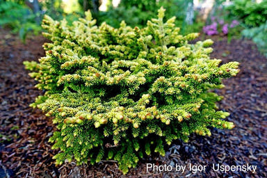 - Picea orientalis 'Tom Thumb' Golden Oriental Spruce - Mr Maple │ Buy Japanese Maple Trees