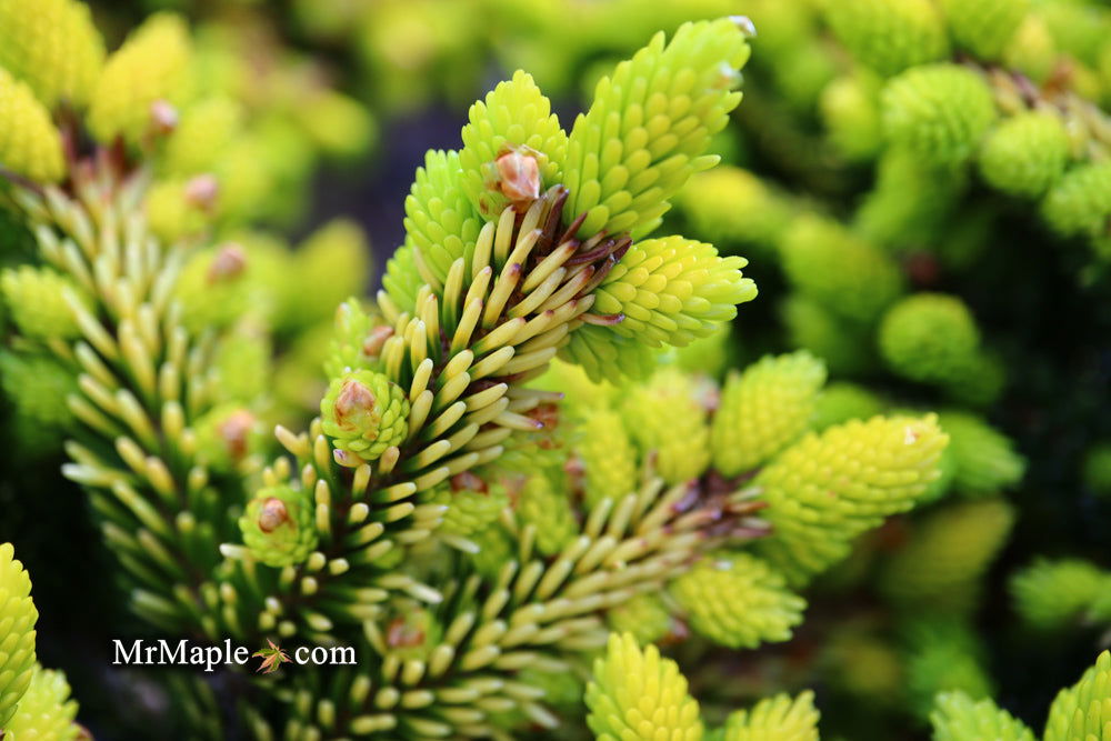 Buy Picea orientalis 'Tom Thumb' Golden Oriental Spruce — Mr Maple