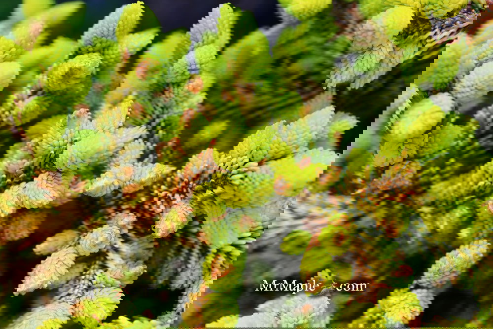 Buy Picea orientalis 'Tom Thumb' Golden Oriental Spruce — Mr Maple