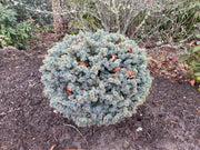 - Picea pungens ‘Blue Pearl' Miniature Colorado Blue Spruce - Mr Maple │ Buy Japanese Maple Trees