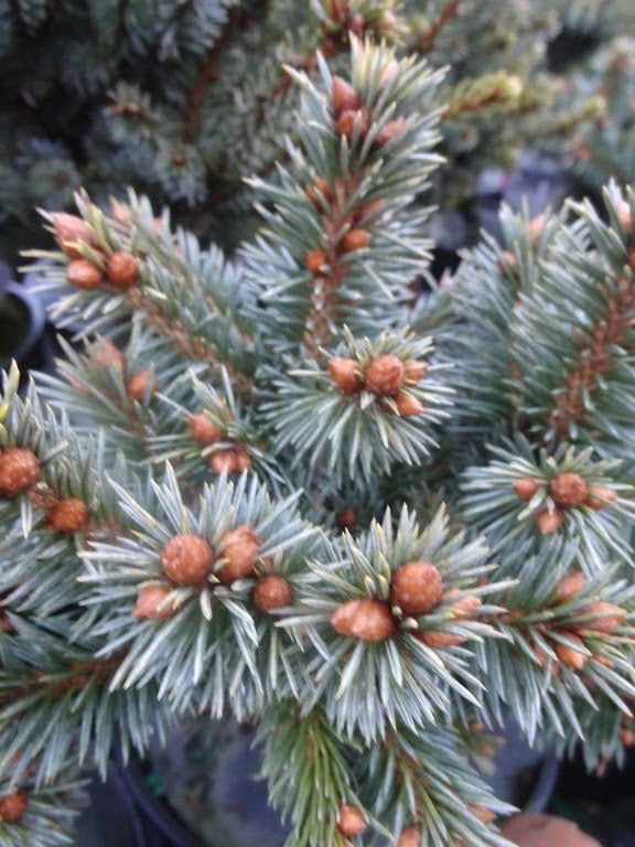 - Picea pungens ‘Blue Pearl' Miniature Colorado Blue Spruce - Mr Maple │ Buy Japanese Maple Trees