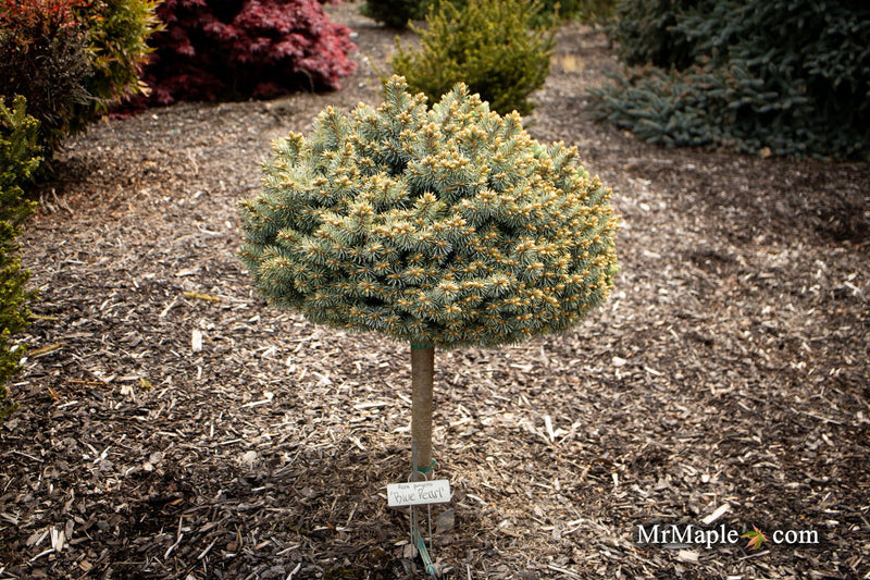 - Picea pungens ‘Blue Pearl' Miniature Colorado Blue Spruce - Mr Maple │ Buy Japanese Maple Trees
