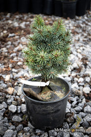 - Picea pungens ‘Brynek' Colorado Spruce - Mr Maple │ Buy Japanese Maple Trees
