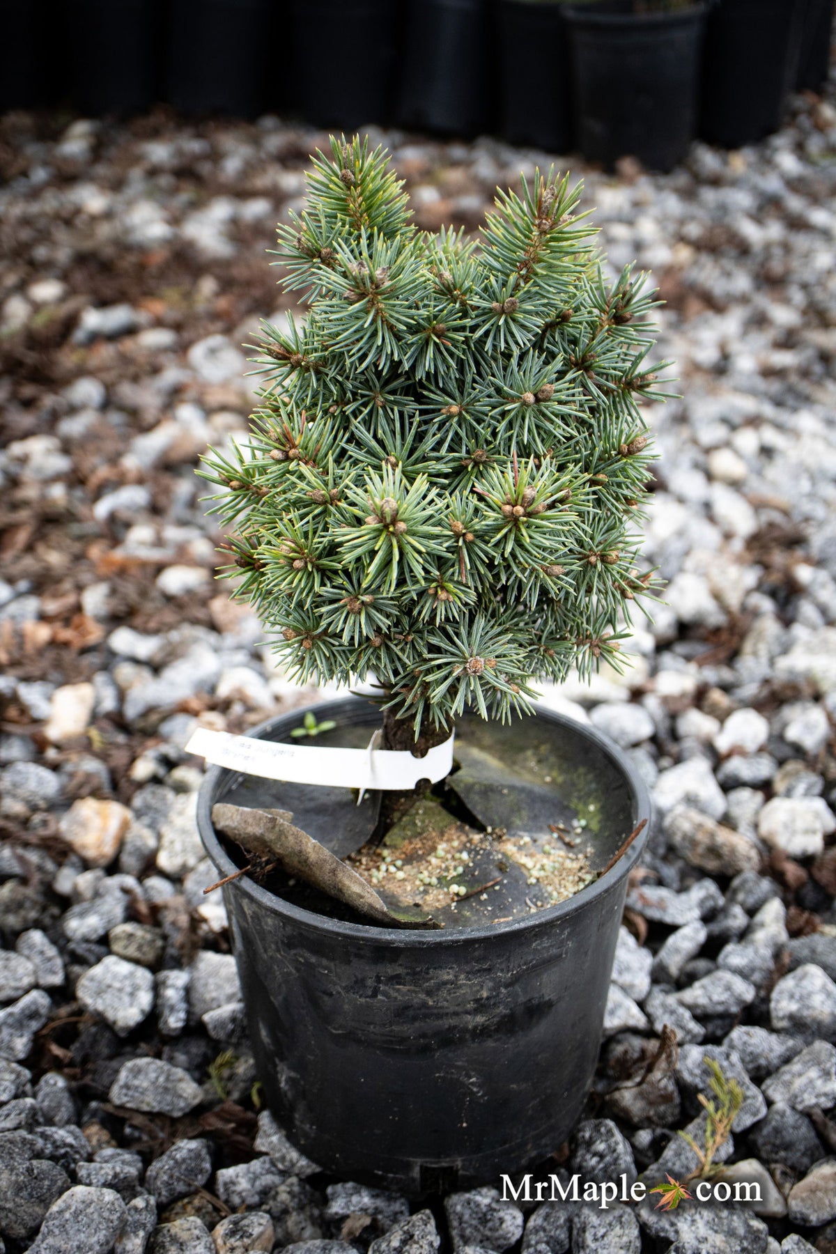 Picea_pungens_Brynek_Colorado_