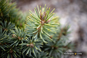 - Picea pungens ‘Brynek' Colorado Spruce - Mr Maple │ Buy Japanese Maple Trees
