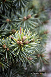 - Picea pungens ‘Brynek' Colorado Spruce - Mr Maple │ Buy Japanese Maple Trees