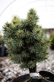 - Picea pungens ‘Brynek' Colorado Spruce - Mr Maple │ Buy Japanese Maple Trees