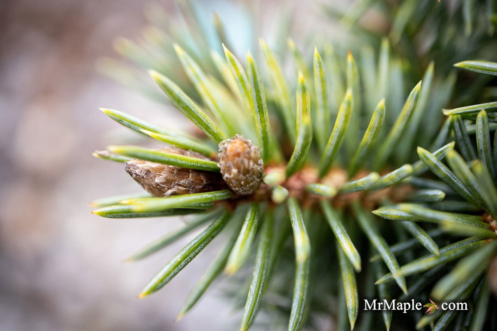 Buy Picea pungens 'Brynek' Colorado Spruce — Mr Maple │ Buy