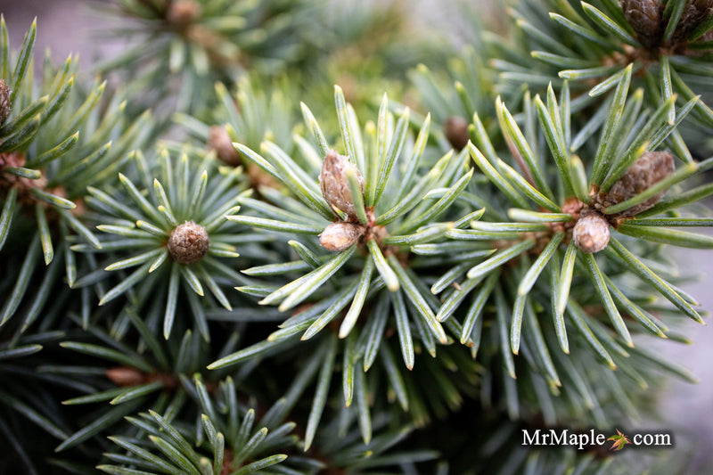- Picea pungens ‘Brynek' Colorado Spruce - Mr Maple │ Buy Japanese Maple Trees