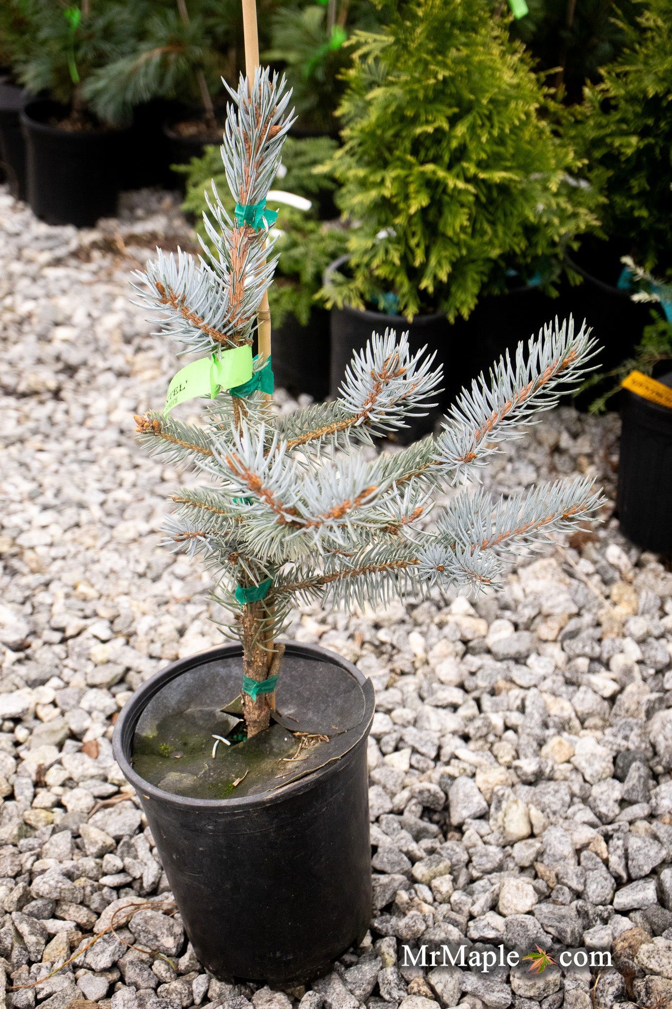 プンゲンストウヒ　picea pungens 　シンボルツリー　苗 Buy Picea pungens 'Continental' Colorado Spruce — Mr Maple │ Buy