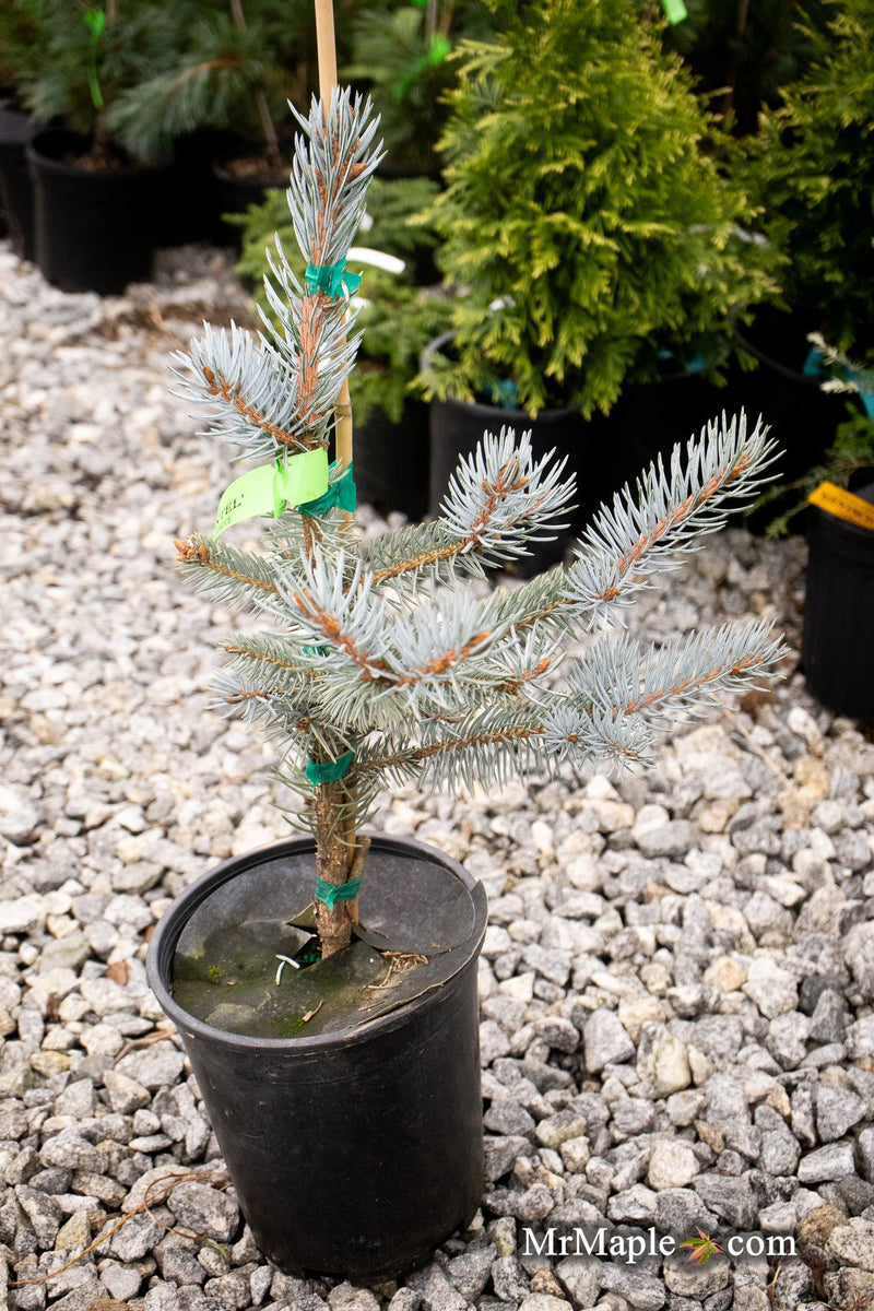 Buy Picea pungens 'Continental' Colorado Spruce — Mr Maple │ Buy Japanese Maple Trees