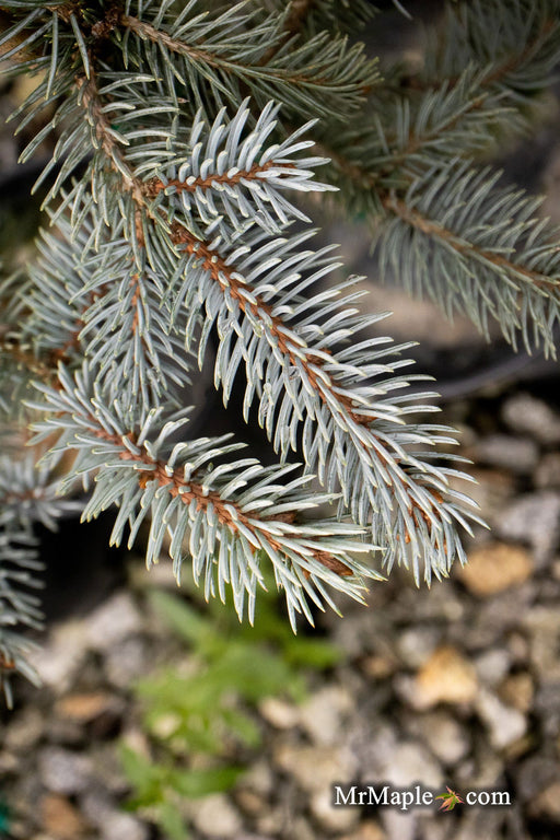 - Picea pungens 'Continental' Colorado Spruce - Mr Maple │ Buy Japanese Maple Trees