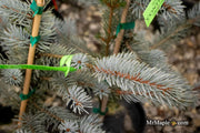 - Picea pungens 'Continental' Colorado Spruce - Mr Maple │ Buy Japanese Maple Trees