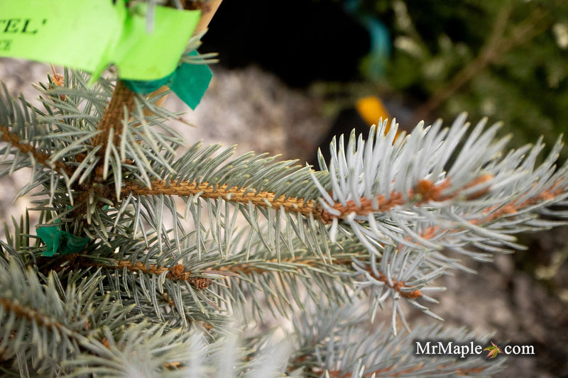 - Picea pungens 'Continental' Colorado Spruce - Mr Maple │ Buy Japanese Maple Trees