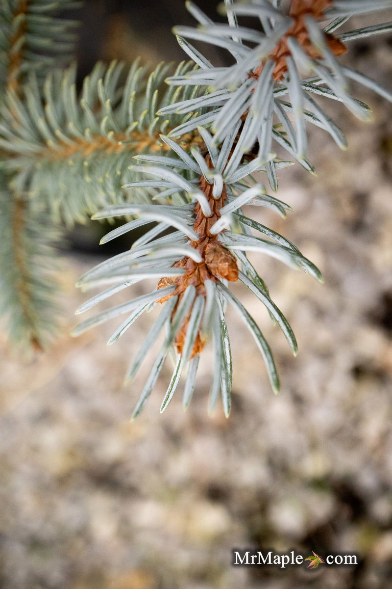 - Picea pungens 'Continental' Colorado Spruce - Mr Maple │ Buy Japanese Maple Trees