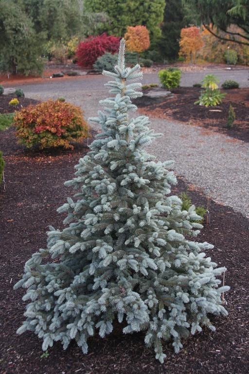 - Picea pungens 'Continental' Colorado Spruce - Mr Maple │ Buy Japanese Maple Trees