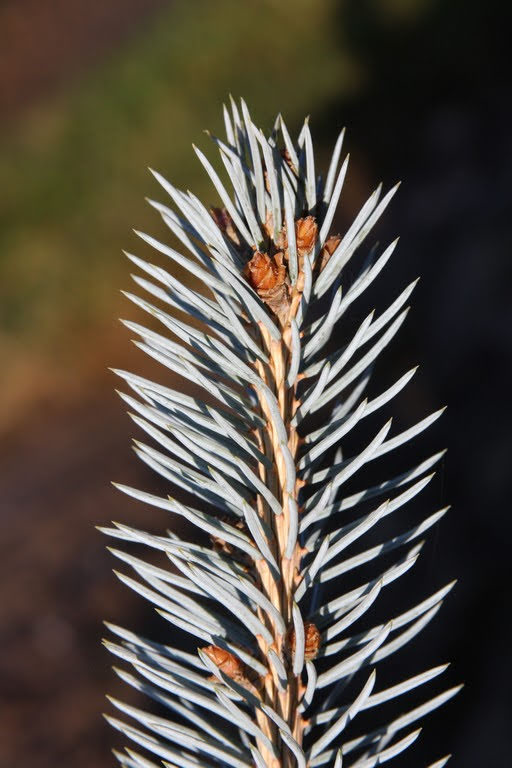 - Picea pungens 'Continental' Colorado Spruce - Mr Maple │ Buy Japanese Maple Trees