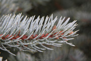 - Picea pungens ‘Coors' Colorado Spruce - Mr Maple │ Buy Japanese Maple Trees