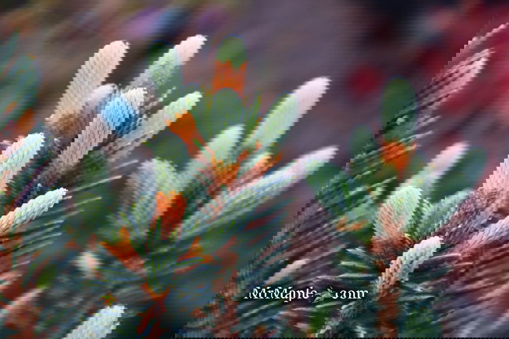 Picea_pungens_Corbett_Dwarf_Co