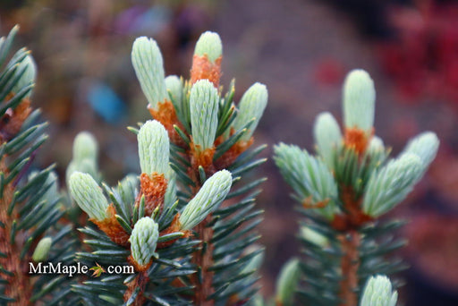 - Picea pungens ‘Corbett' Dwarf Colorado Spruce - Mr Maple │ Buy Japanese Maple Trees