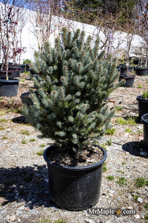 - Picea pungens ‘Corbett' Dwarf Colorado Spruce - Mr Maple │ Buy Japanese Maple Trees