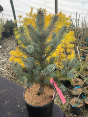 - Picea pungens ‘Corbett' Dwarf Colorado Spruce - Mr Maple │ Buy Japanese Maple Trees