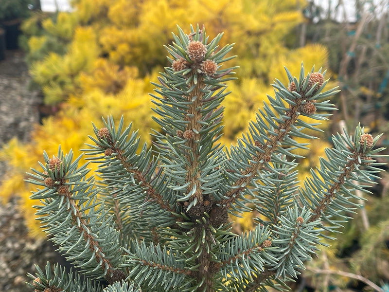 - Picea pungens ‘Corbett' Dwarf Colorado Spruce - Mr Maple │ Buy Japanese Maple Trees