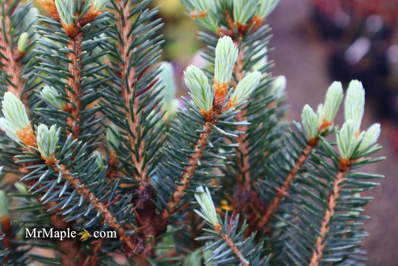 - Picea pungens ‘Corbett' Dwarf Colorado Spruce - Mr Maple │ Buy Japanese Maple Trees