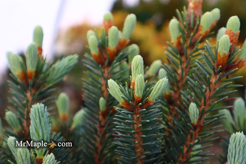 - Picea pungens ‘Corbett' Dwarf Colorado Spruce - Mr Maple │ Buy Japanese Maple Trees