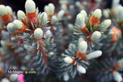 - Picea pungens ‘Corbett' Dwarf Colorado Spruce - Mr Maple │ Buy Japanese Maple Trees