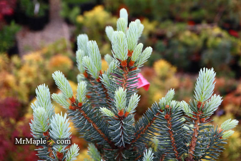 - Picea pungens ‘Corbett' Dwarf Colorado Spruce - Mr Maple │ Buy Japanese Maple Trees