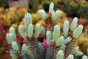 - Picea pungens ‘Corbett' Dwarf Colorado Spruce - Mr Maple │ Buy Japanese Maple Trees