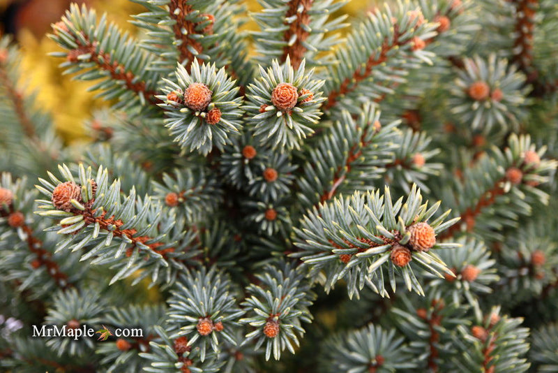- Picea pungens ‘Corbett' Dwarf Colorado Spruce - Mr Maple │ Buy Japanese Maple Trees