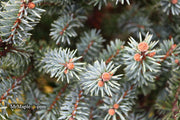 - Picea pungens ‘Corbett' Dwarf Colorado Spruce - Mr Maple │ Buy Japanese Maple Trees